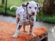 Magnifique chiot dalmatien a donner 