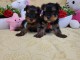 Magnifique chiot Yorkshire 