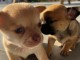 Chiot chihuahua adorable 