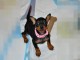 B&eacute;b&eacute; chiot pinscher nain &agrave; donner 