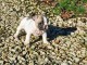 Chiot bouledogue fran&ccedil;ais adorable 