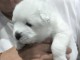 Magnifique chiot samoy&egrave;de a donner 