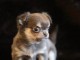 Magnifique chiot chihuahua femelle 