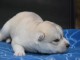 adorable chiot husky sib&eacute;rien &agrave; donner 
