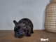 chiot bouledogue fran&ccedil;ais disponible 