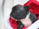 chiot bouledogue fran&ccedil;ais &agrave; donner 