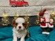 magnifique chiot cavalier king charle 