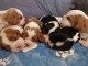 magnifique chiot cavalier king charle 