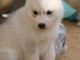 magnifique chiot husky sib&eacute;rien &agrave; donner 