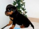 b&eacute;b&eacute; chiot rottweiler &agrave; donner 