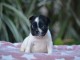 b&eacute;b&eacute; chiot bouledogue fran&ccedil;ais disponible 