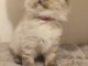 chaton sib&eacute;rien &agrave; donner 