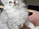 adorable chaton Maine coon 