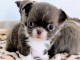 adorable chiot chihuahua femelle 