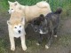 b&eacute;b&eacute; chiot Akita inu 