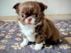 b&eacute;b&eacute; chiot chihuahua femelle a donner 