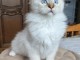 Magnifique chaton ragdoll 