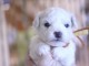 Je donne chiot bichon disponible 