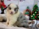 Annonce chiot berger australien 