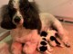 chiot caniche disponible 