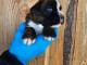 b&eacute;b&eacute; chiot boxer disponible 