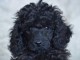 adorable chiot caniche disponible &agrave; partir 