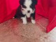 magnifique chiot berger disponible pour adoption 