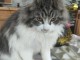 chaton Maine coon m&acirc;le a donner 