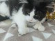 chaton Maine coon a vendre 