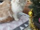Chaton Maine coon femelle a donner 