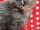 adorable chaton Maine coon disponible 