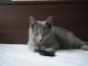 chaton ch&acirc;treux disponible pour adoption 