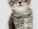 chaton Maine coon femelle a donner 