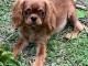 je donne chiot cavalier king charle 