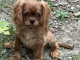 chiot cavalier king charle disponible 