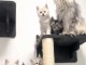 jolie chaton Maine coon disponible 