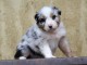 Chiot berger australien disponible 