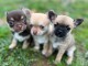 Dons chiot chihuahua disponible 