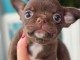 Magnifique chiot chihuahua disponible 