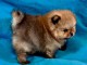 Chiot spitz allemand &agrave; donner m&acirc;le 