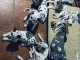 b&eacute;b&eacute; chiot dalmatien a donner 