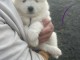magnifique chiot samoy&egrave;de a donner 