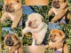 chiot chow chow disponible 