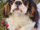 chiot cavalier king charle disponible 