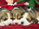 magnifique chiot beagle disponible 