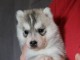 chiot husky sib&eacute;rien &agrave; donner 