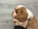 je donne chiot cavalier king charle disponible 