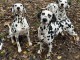 adorable chiot dalmatien magnifique 