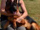 je donne chiot type berger allemand 