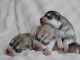 Dons chiot husky sib&eacute;rien adorable 